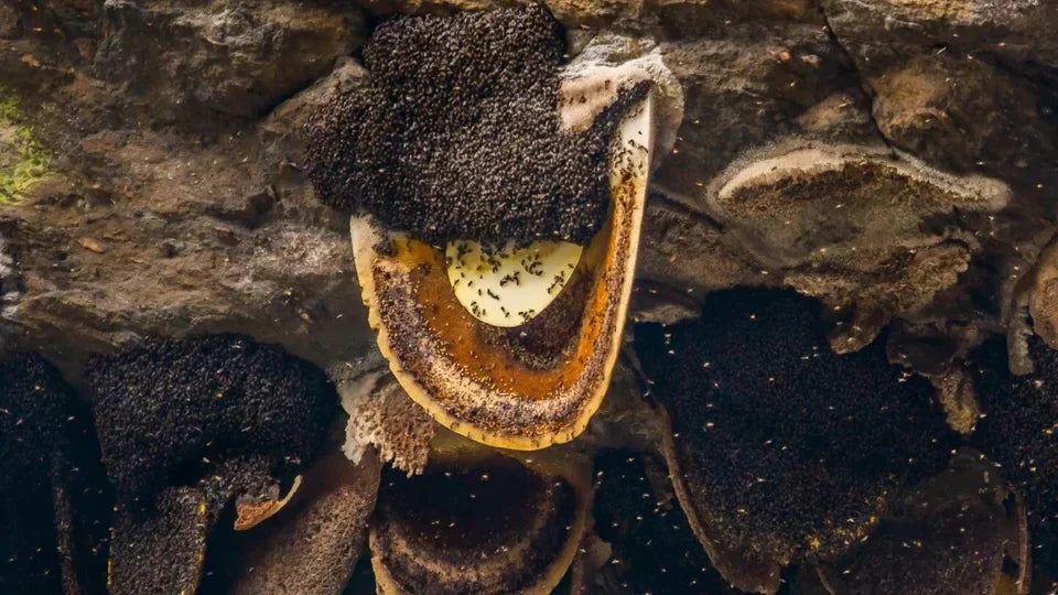 Why does Nepalese honey make you high?