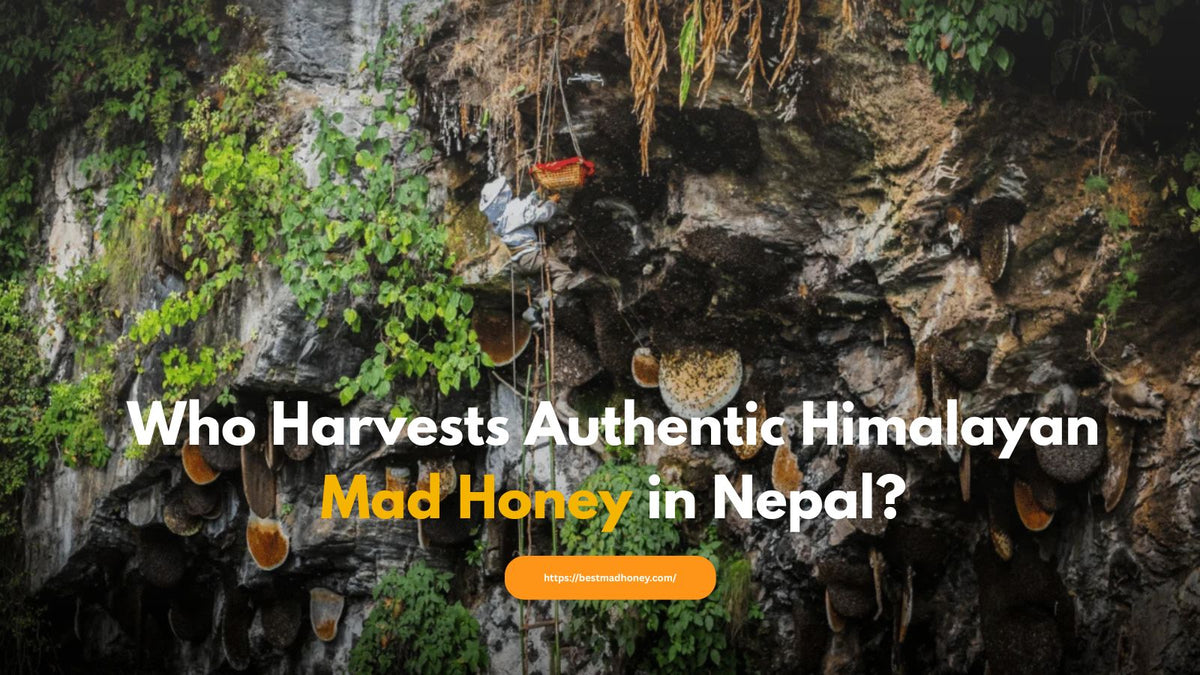 Who Harvests Authentic Himalayan Mad Honey in Nepal?