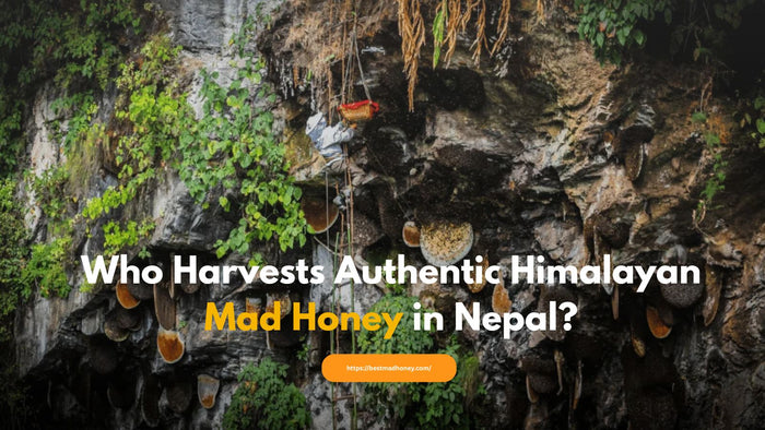 Who Harvests Authentic Himalayan Mad Honey in Nepal?