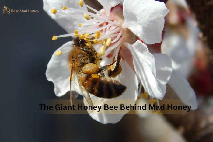 Why Is Apis laboriosa Called the Himalayan Giant Honey Bee?