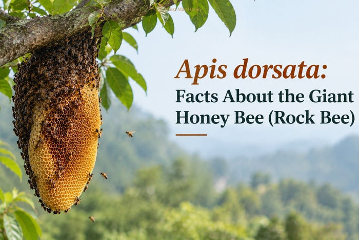 Apis dorsata giant honey bee colony on a hanging honeycomb attached to a tree branch.