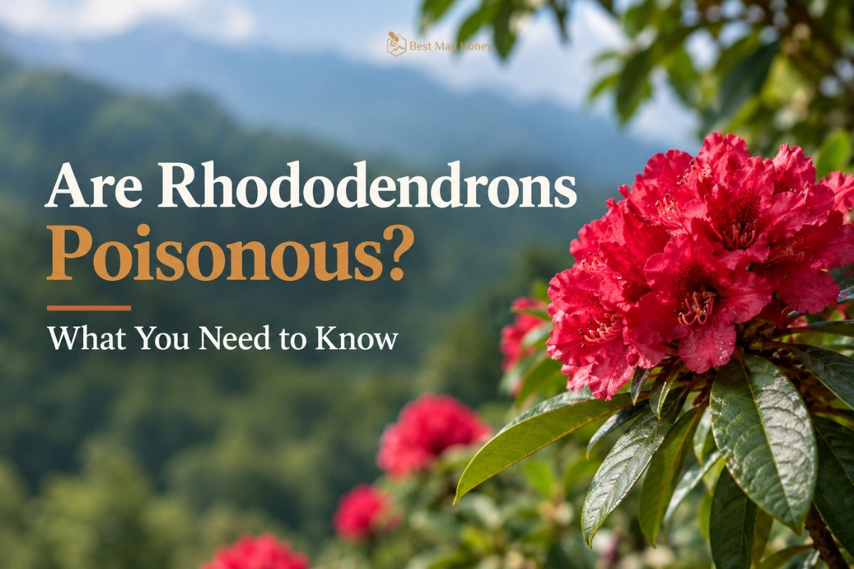 Red rhododendron flowers with green leaves illustrating whether rhododendrons are poisonous.
