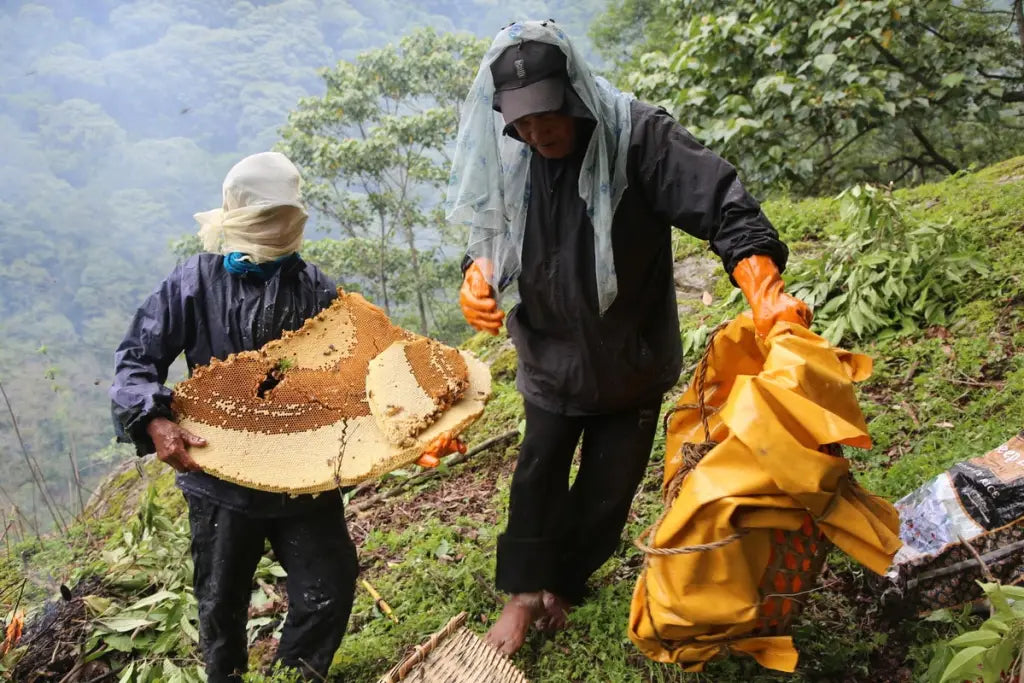 When is the Mad Honey Harvested in Nepal?