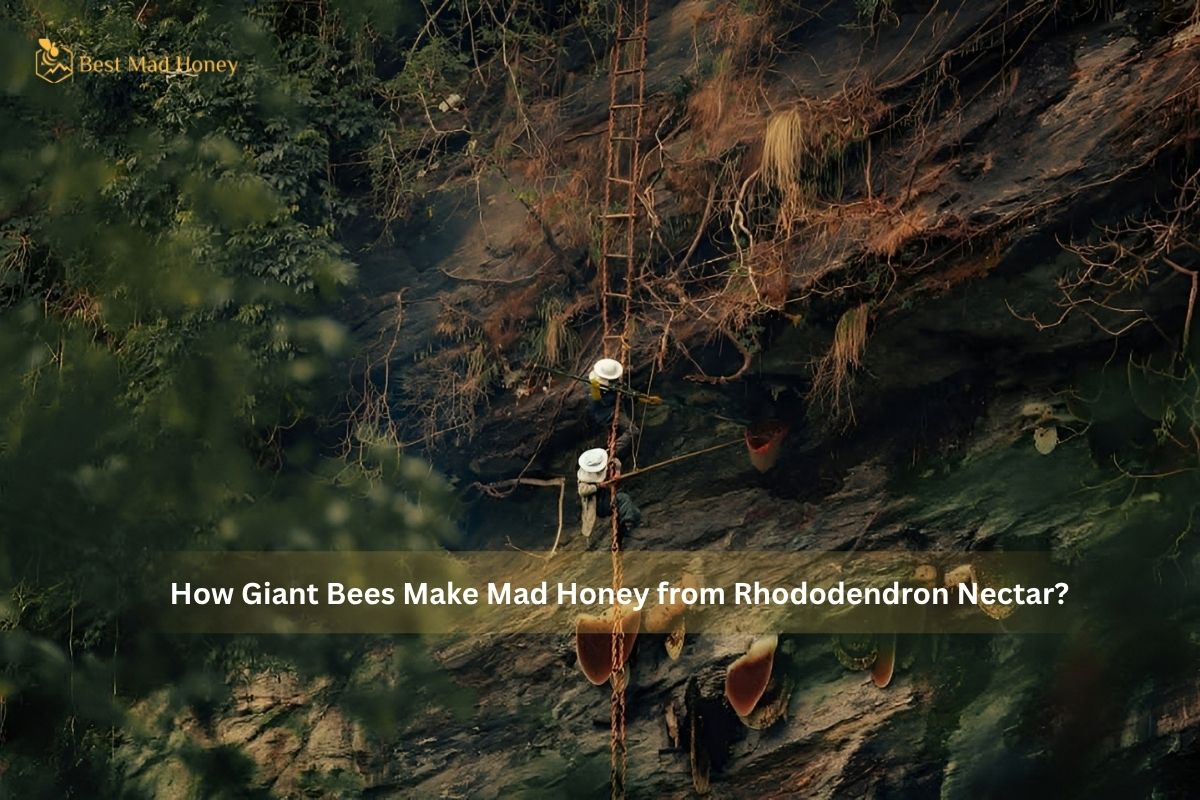 How Giant Bees Make Mad Honey from Rhododendron Nectar?