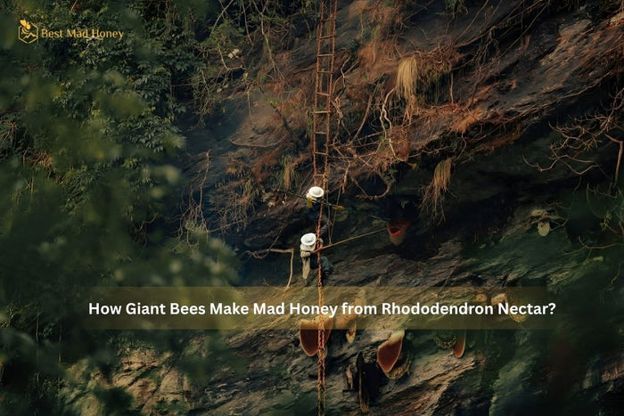 How Giant Bees Make Mad Honey from Rhododendron Nectar?