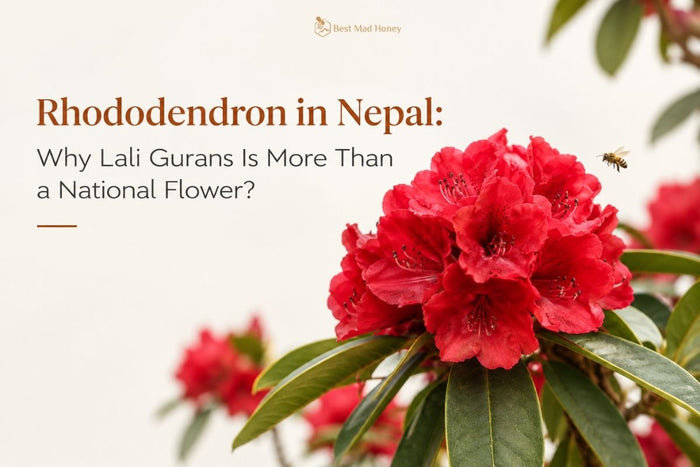 Red Lali Gurans rhododendron flowers, Nepal’s national flower, with a honey bee flying nearby