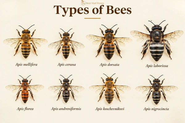 Types of honey bees chart showing all 8 Apis species, from the Western honey bee to the Himalayan giant honey bee (Apis laboriosa)