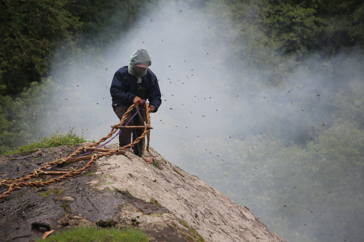 Honey hunters harvesting wild Apis laboriosa comb from a cliff face in Nepal