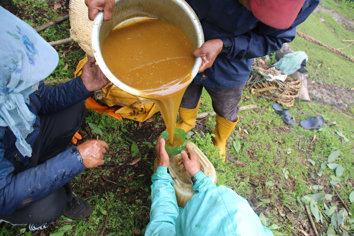 Wild mad honey comb harvested from a Himalayan cliff in Nepal