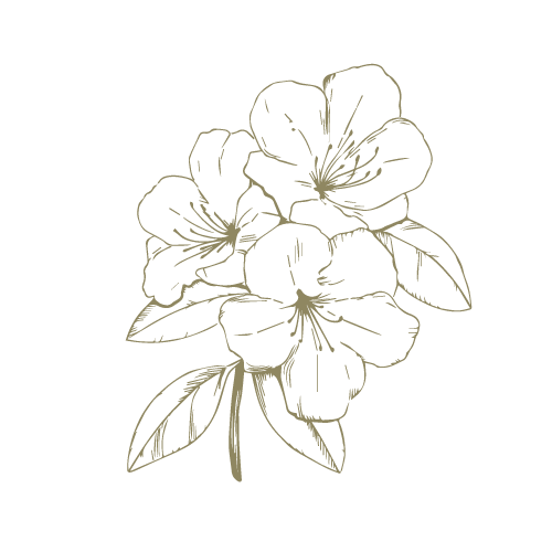 Botanical Illustration