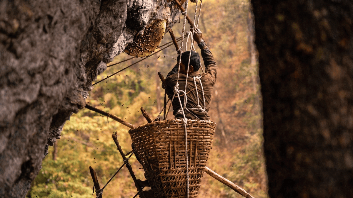 Join our Mad Honey Hunting Expedition
